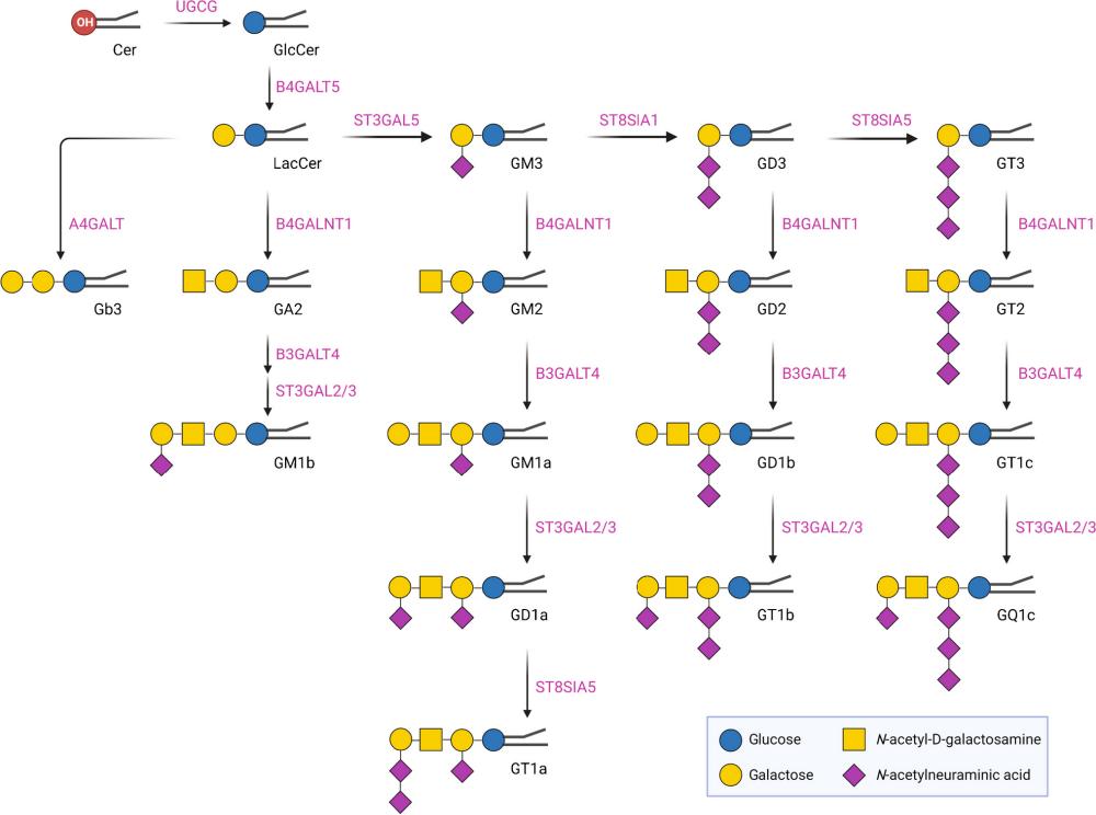 Fig.1 Ganglioside and glycosphingolipid classes targeted by multiplexed LC-MS/MS analysis. (OA Literature)