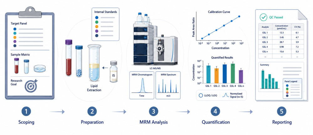 Fig.2 Targeted glycosphingolipid quantification workflow. (Creative Biolabs Original)