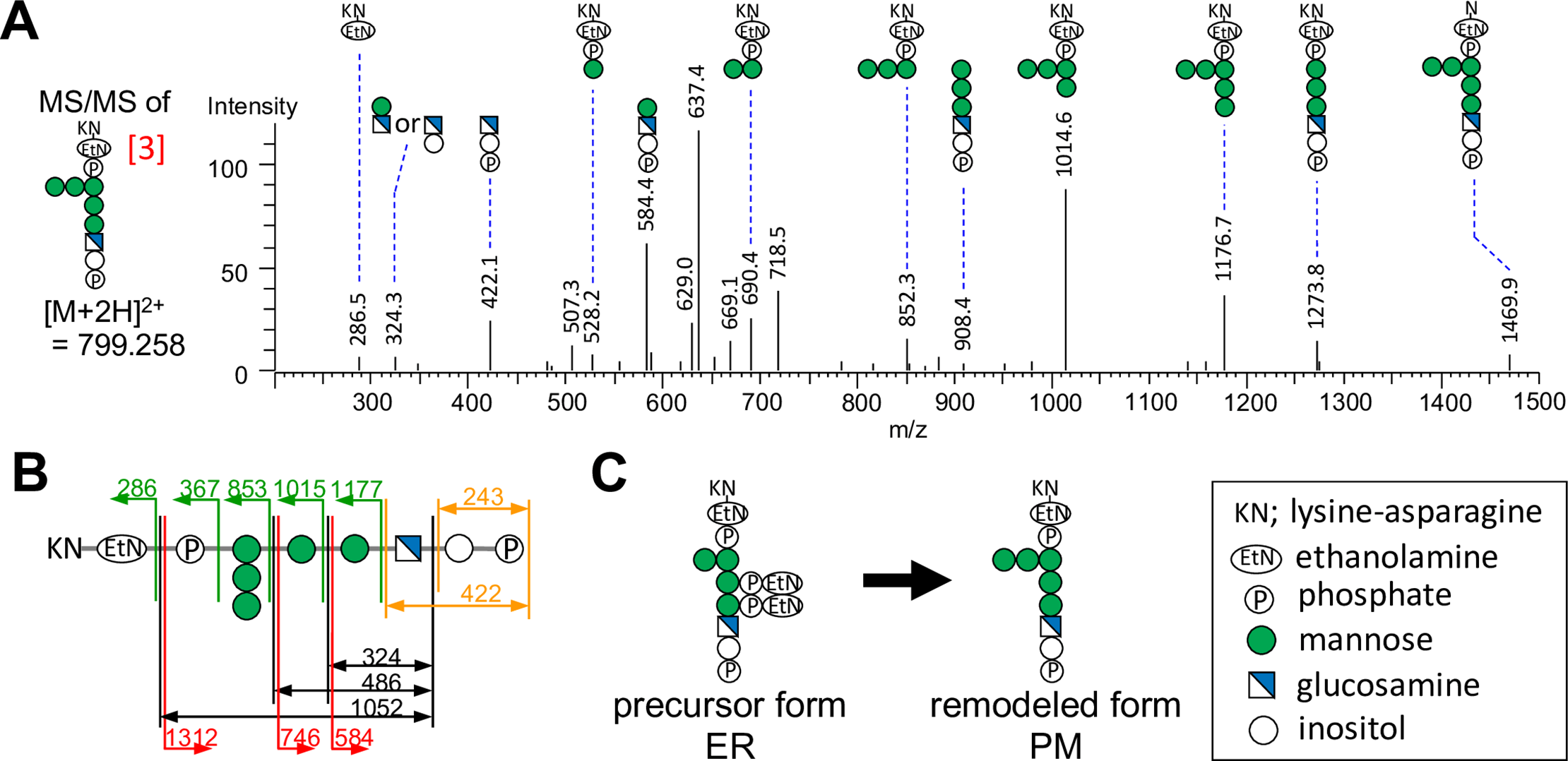 MS/MS fragmentation and remodeling scheme showing structural changes in the glycan portion of a GPI anchor (OA Literature)