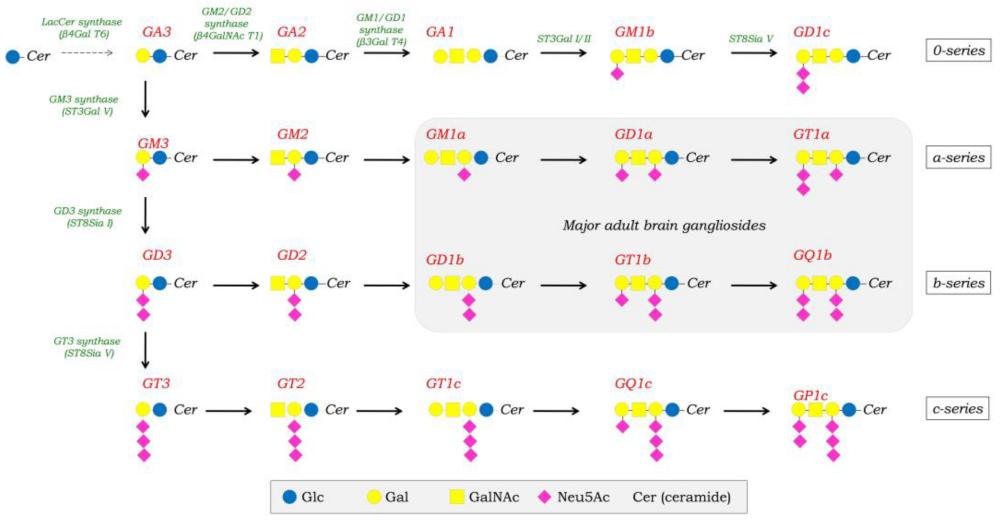 Fig.1 Schematic illustration of the biosynthetic pathway of gangliosides. (OA Literature)