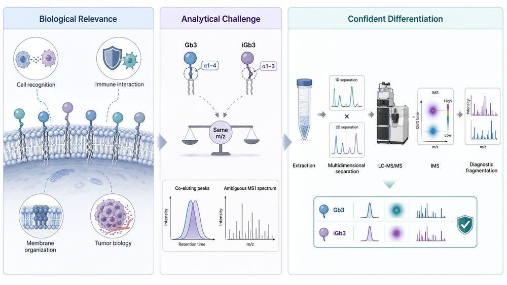 Fig.1 Background of globo and isoglobo glycosphingolipids analysis showing biological relevance, analytical challenge, and confident differentiation. (Creative Biolabs Original)