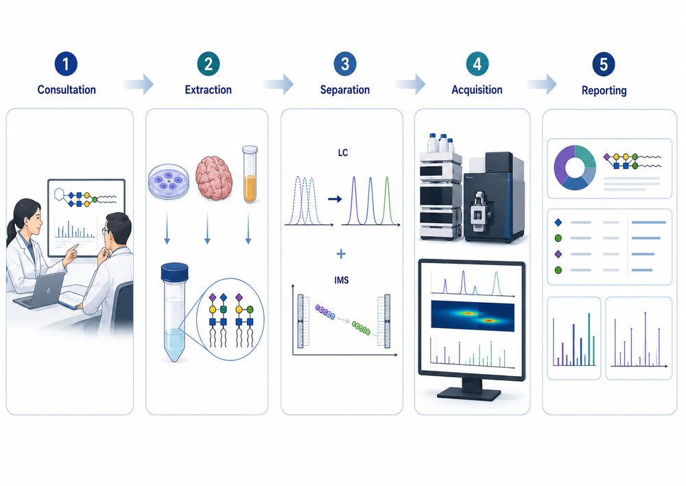 Fig.2 Globo and isoglobo glycosphingolipids analysis workflow overview. (Creative Biolabs Original)