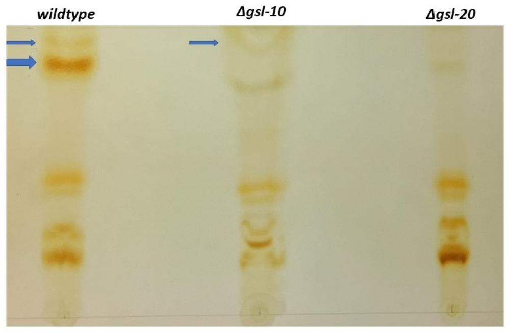 TLC profile of purified neutral glycosphingolipid fractions prepared for GC-MS sugar component analysis