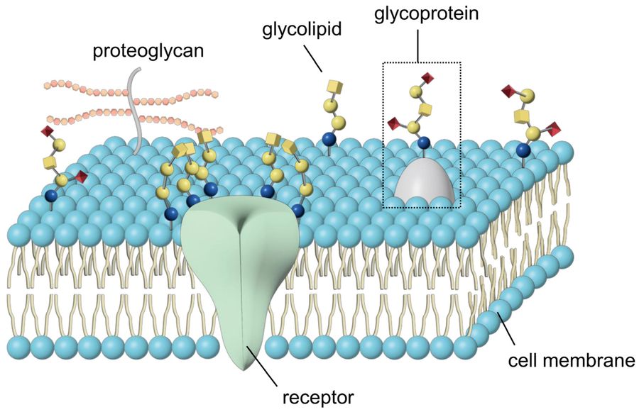 Fig.1 Glycolipids function in cell membrane. (OA Literature)