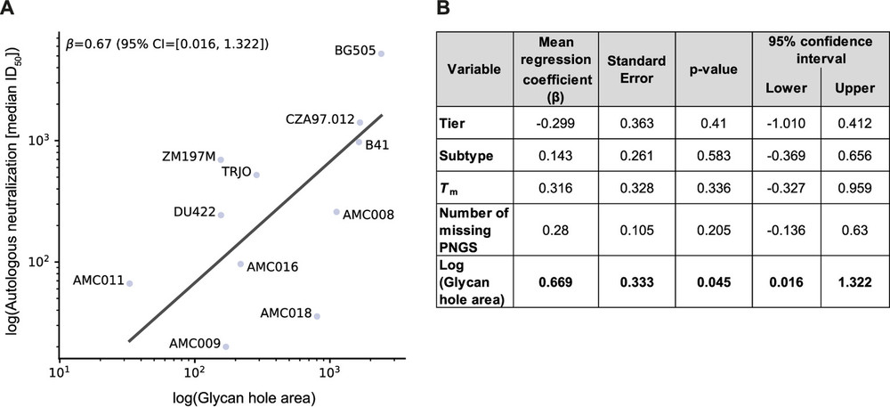 Fig.1 Fitted correlation analysis showing the positive relationship between glycan hole area and autologous neutralization titers across diverse HIV-1 trimers (OA Literature).