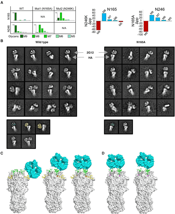 Fig.1 Structural Mechanism of 2G12 Antibody Neutralizing Influenza H3N2 Virus by Targeting the N165/N246 Glycan Shield Cluster. (OA Literature)