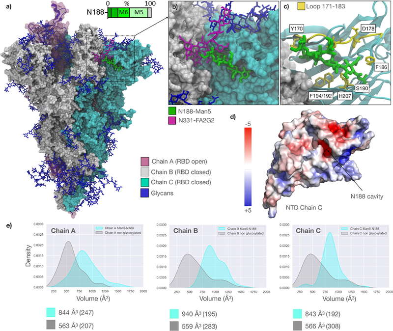 Fig.1 Molecular dynamics simulation of SARS-CoV-2 Gamma variant spike protein showing the N188 glycan shield occupying the NTD cavity to modulate conformation. (OA Literature)