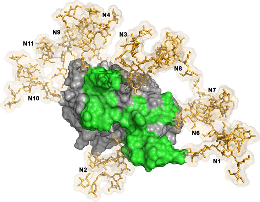 Fig.1 3D structural model of HCV E2 glycoprotein core demonstrating the dense glycan shield (gold sticks) masking conserved neutralizing epitopes (green surface) involved in immune evasion. (OA Literature)