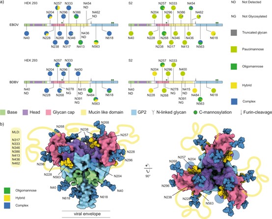 Fig.1 Pseudomodel of the Ebolavirus GP trimer displaying the heterogeneous N-glycan shield, highlighting conserved oligomannose clusters at N257 and N563 essential for host receptor binding. (OA Literature)