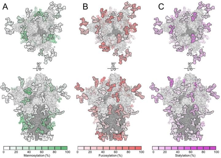 Fig. 1 Glycosylated model of SARS-CoV-2 spike highlighting mannosylation, fucosylation, and sialylation. (OA Literature)