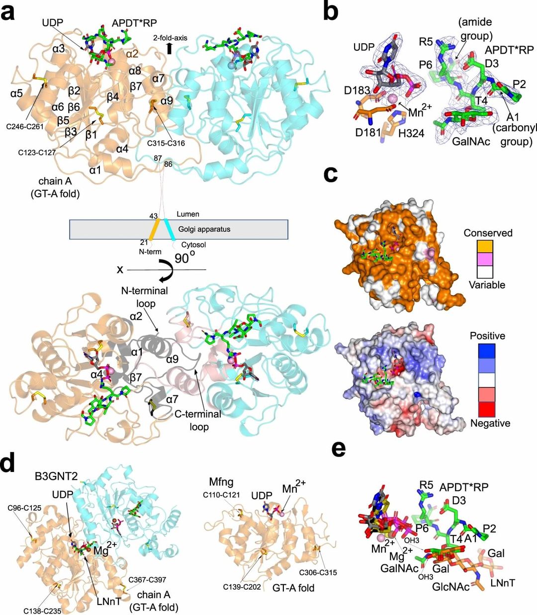 Surface representation and structural model of the C1GalT1 enzyme highlighting functional interfaces and domain architecture for targeted antibody development. (OA Literature)