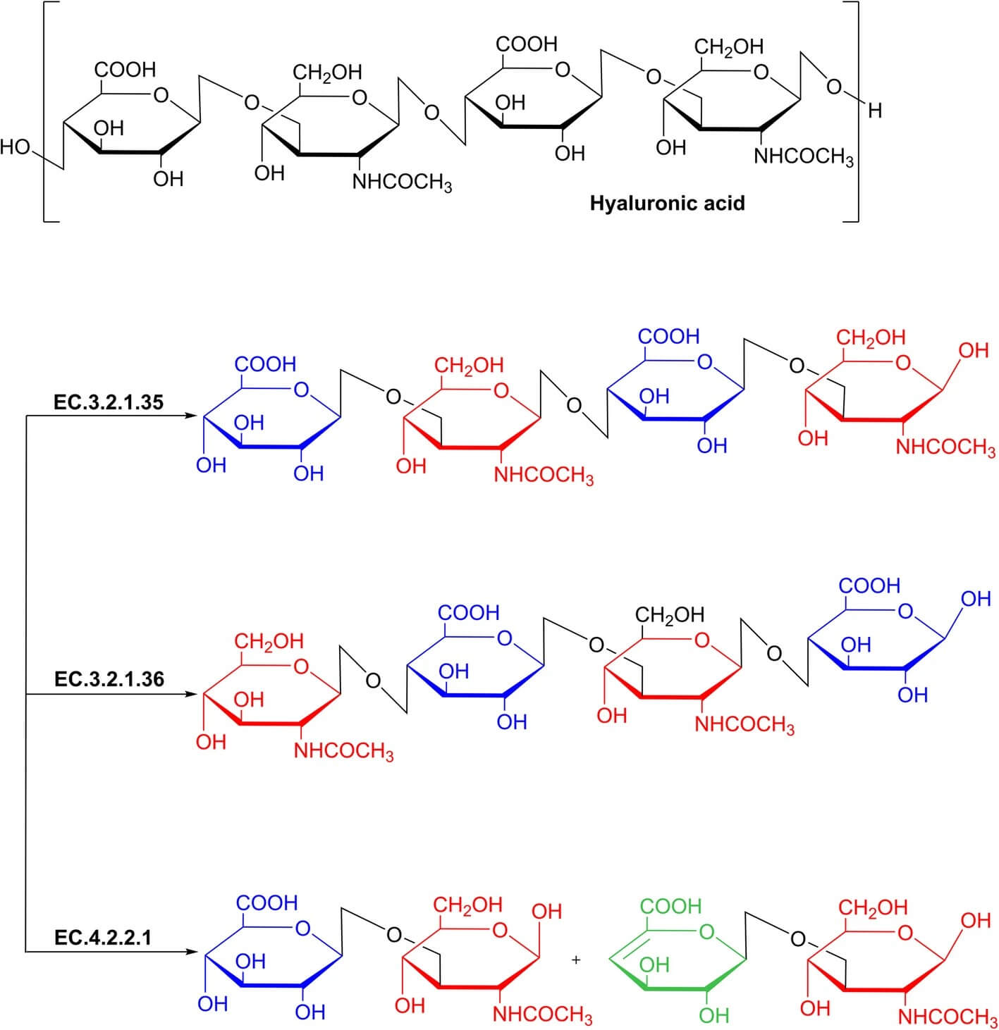 Chemical structure of hyaluronic acid and enzymatic cleavage site differentiation among EC 3.2.1.35 mammalian glycoside hydrolases, EC 3.2.1.36, and EC 4.2.2.1 lyases. (OA Literature)