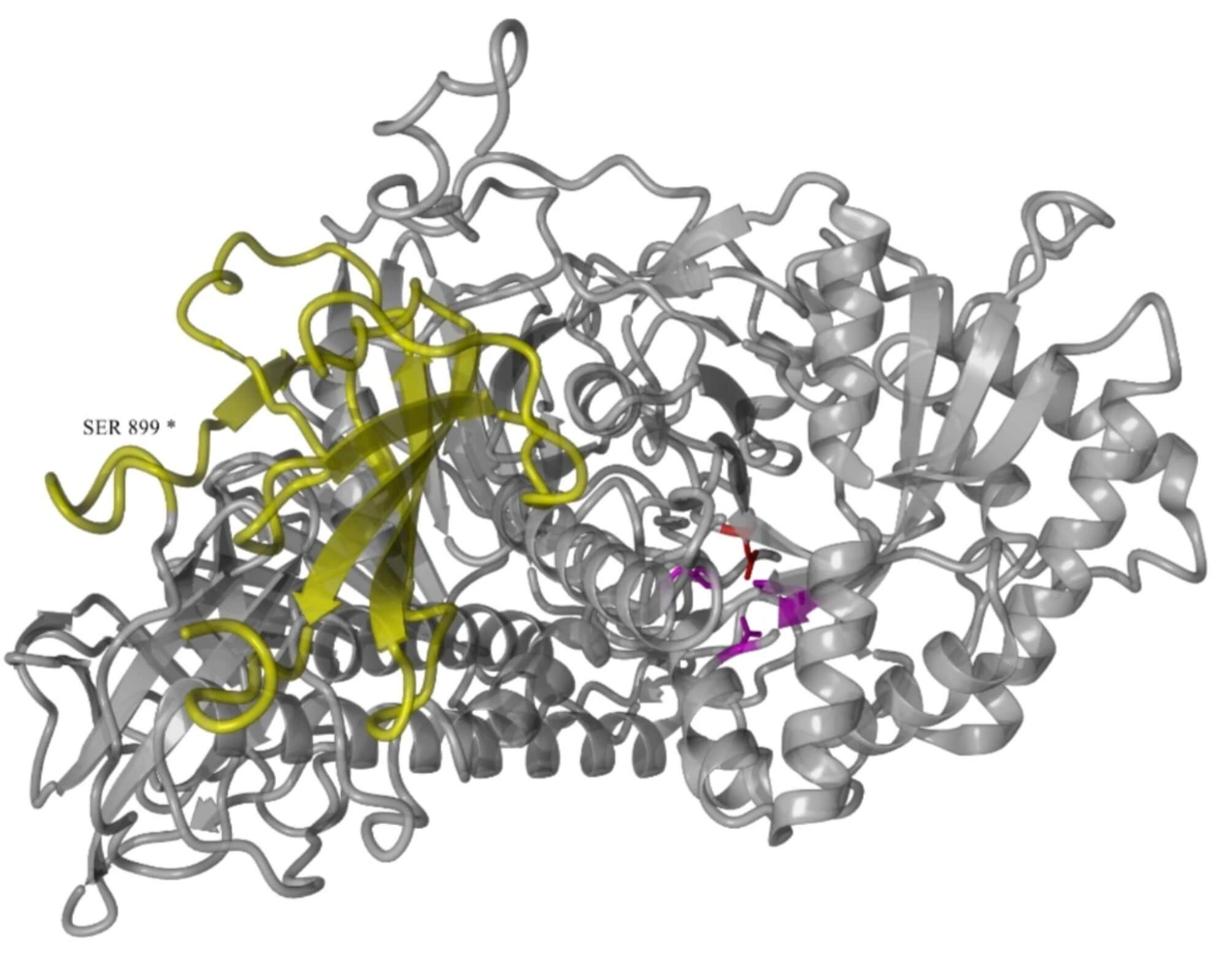 The schematic of human lysosomal α-mannosidase model. (OA Literature)