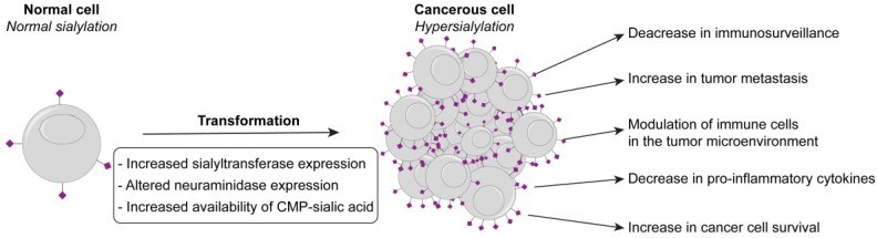 Fig. 1 Mechanisms leading to hypersialylation in cancer. (OA Literature)