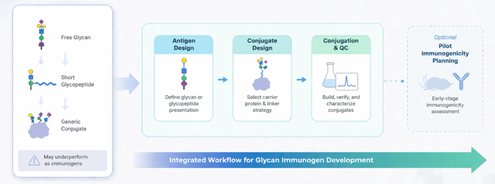 Fig.1 Glycan and glycopeptide immunogen design overview for anti-glycan antibody research