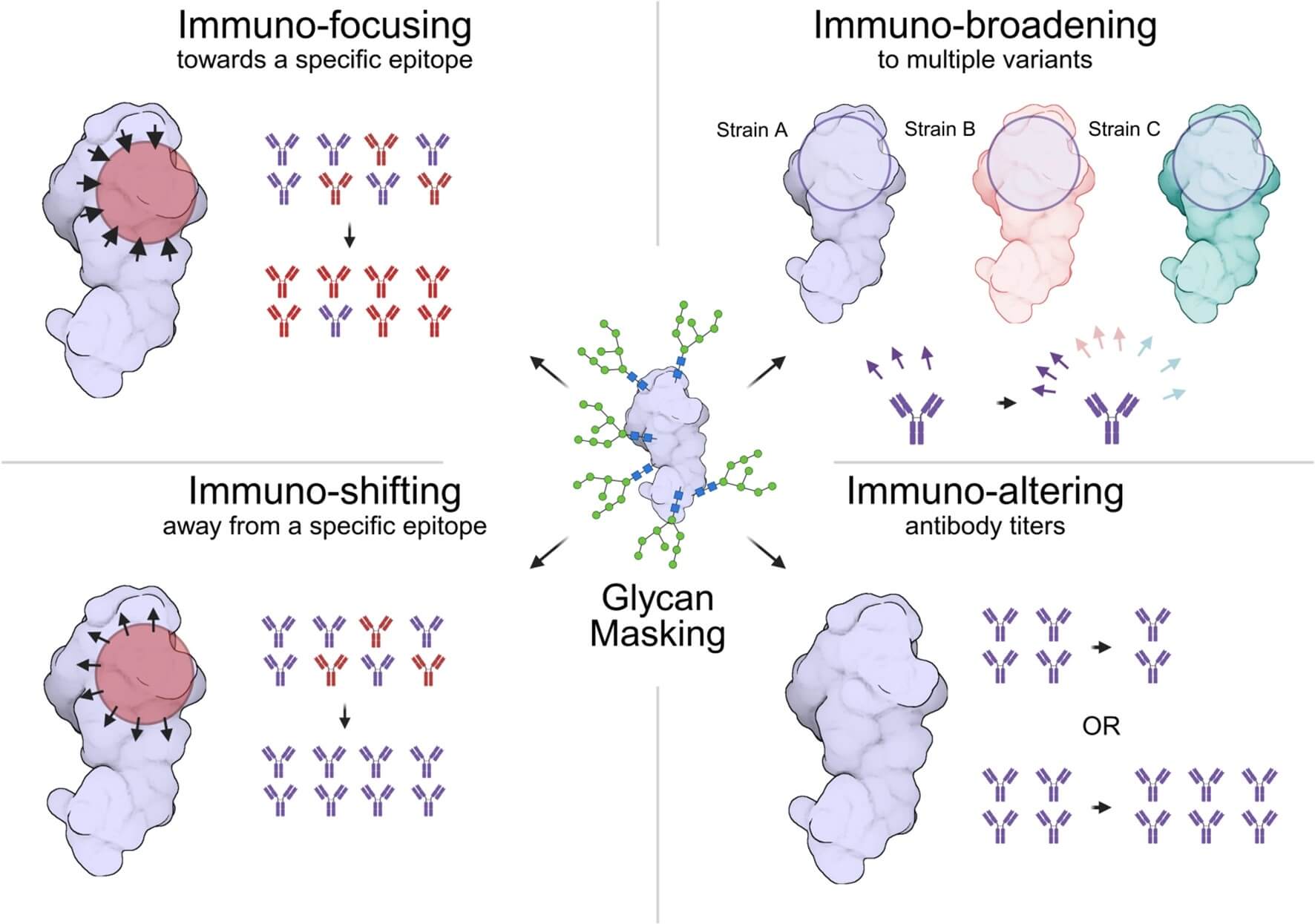 Conceptual diagram showing immuno-focusing, immuno-broadening, immuno-shifting, and immuno-altering outcomes after glycan masking in immunogen design (OA Literature)