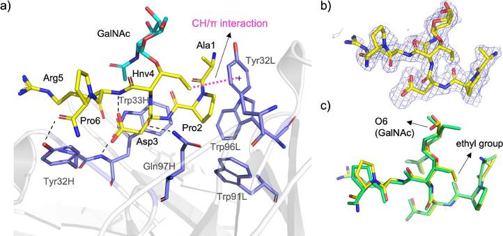 X-ray structure of an engineered MUC1 GalNAc glycopeptide bound to scFv-SM3 showing glycopeptide conformation, antibody contacts, and comparison with the natural threonine glycopeptide (OA Literature)
