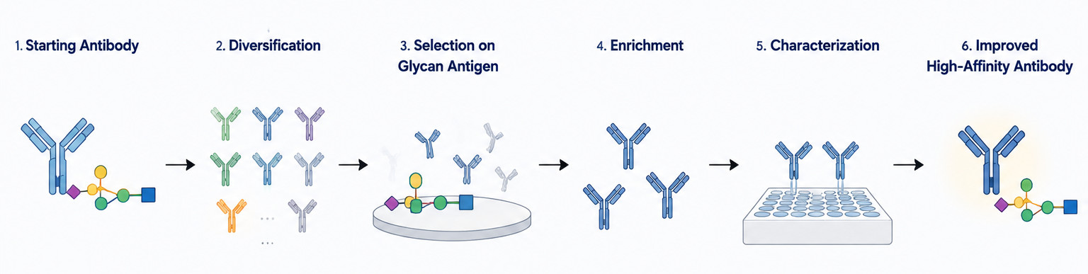 Fig.1 Workflow for anti-glycan antibody affinity maturation. （Creative Biolabs Original）