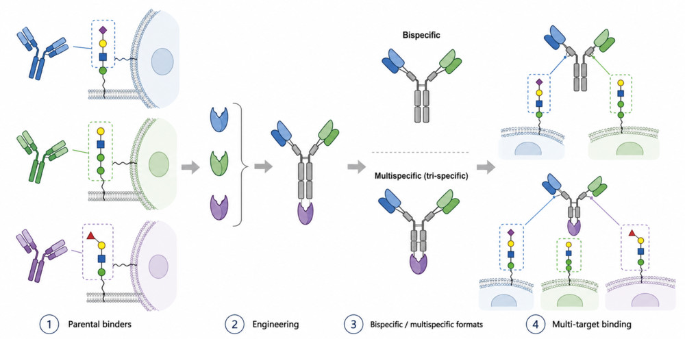 Fig.1 Engineering workflow of bispecific and multispecific anti-glycan antibodies for multi-target binding. Research Use Only. (Creative Biolabs Original)
