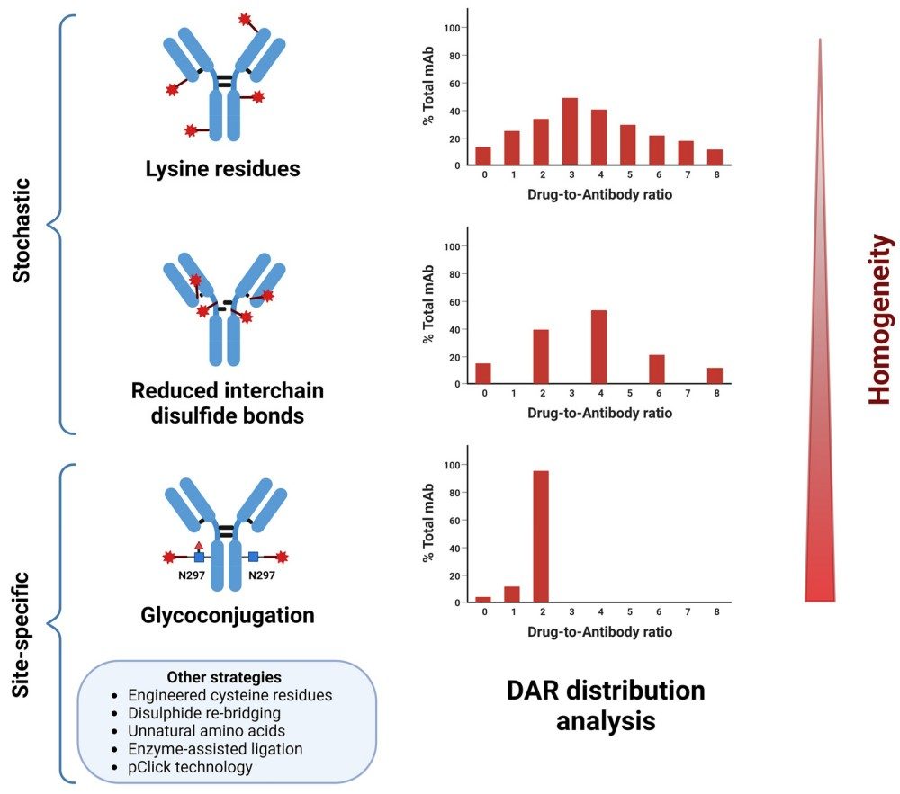 Fig.1 ADCs can be produced by traditional stochastic coupling on exposed lysine or reduced interchain cysteine residues or via site-specific conjugation approaches, like glycoconjugation. (OA Literature)