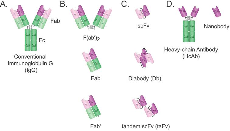 Fig.1 different types of antibody and antibody fragments. (OA Literature)