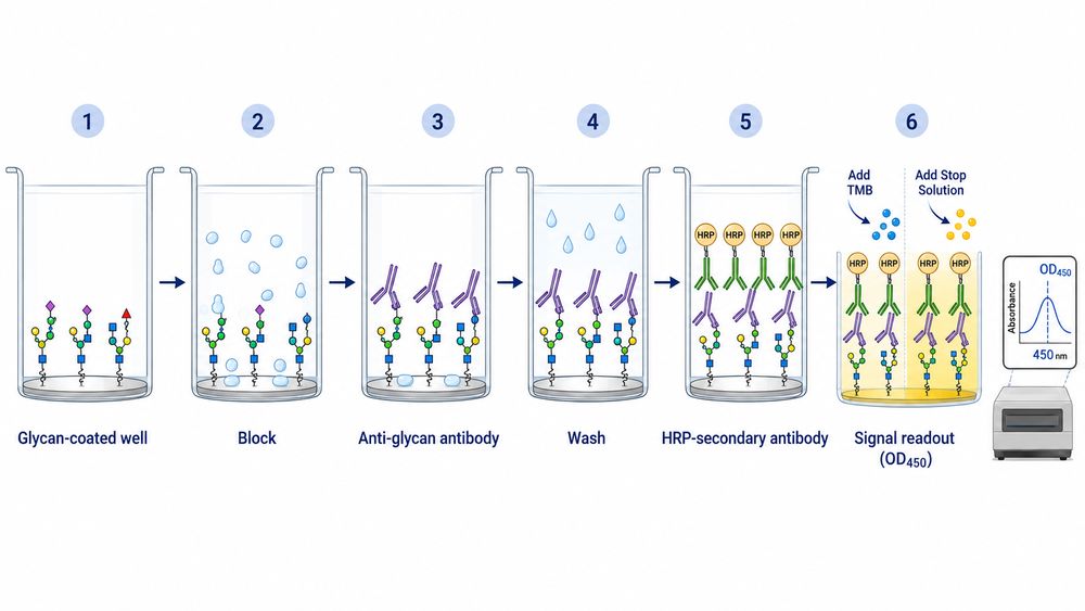 Fig.1 Stepwise schematic of anti-glycan antibody ELISA assay showing glycan-coated wells, blocking, antibody binding, HRP detection, TMB color development, stop solution addition, and OD450 readout. (Creative Biolabs Original)