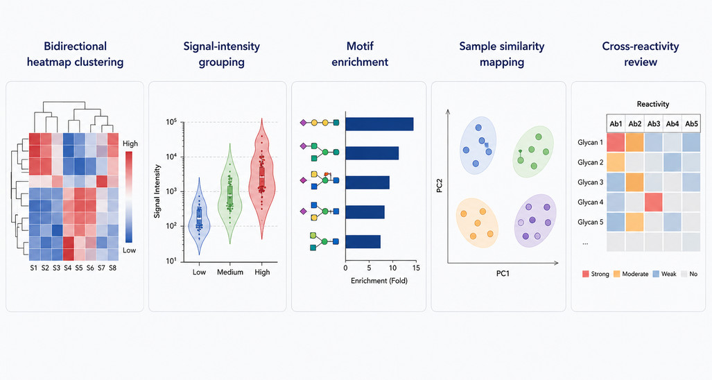 Scientific infographic showing key glycan microarray profiling outputs, including bidirectional heatmap clustering, signal-intensity grouping, motif enrichment, sample similarity mapping, and cross-reactivity review to support antibody specificity interpretation and follow-up assay planning. (Creative Biolabs Original)