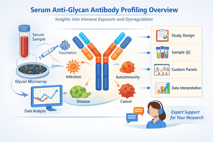 Fig.1 Scientific overview of serum anti-glycan antibody profiling. (Creative Biolabs Original)