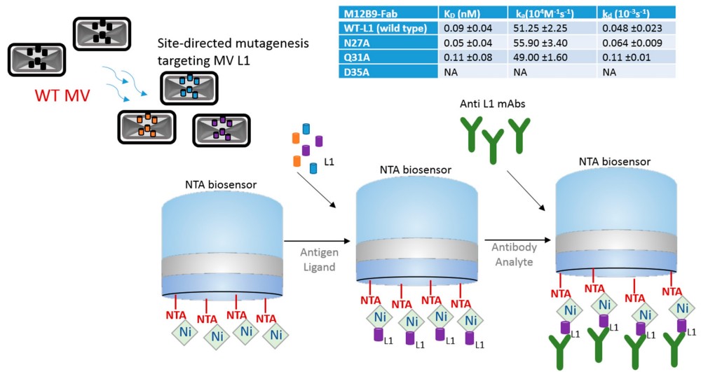 Fig.2 Bio-layer interferometry (BLI) workflow showing metal-affinity biosensor-based antibody binding kinetics analysis biosensor-based antibody binding kinetics analysis with site-directed mutagenesis for epitope mapping and kinetic parameter determination including kon, koff, and KD. (OA Literature)