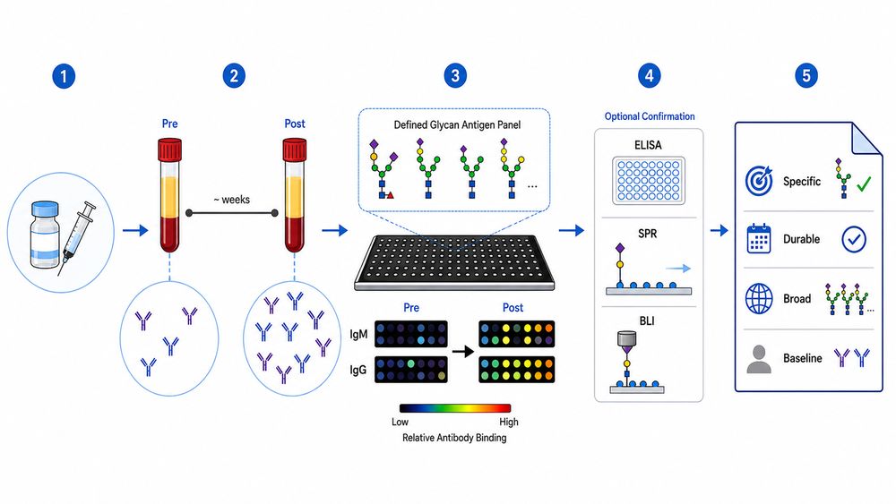 Fig.1 A five-step workflow diagram illustrating vaccine-focused anti-glycan antibody profiling services for research use only, featuring pre- and post-immunization serum collection, defined glycan antigen microarray screening, optional orthogonal confirmation via ELISA, SPR, or BLI, and final analytical reporting on antibody specificity. (Creative Biolabs Original)