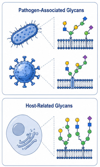 Fig.1 Research workflow diagram showing infectious disease anti-glycan antibody profiling with pathogen-associated glycans, host-related glycan. (Creative Biolabs Original)