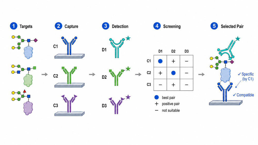 Glycan and glycovariant-focused anti-glycan antibody pair screening workflow showing capture antibody selection, detection antibody pairing, screening matrix analysis, and selected compatible antibody pair. (Creative Biolabs Original)