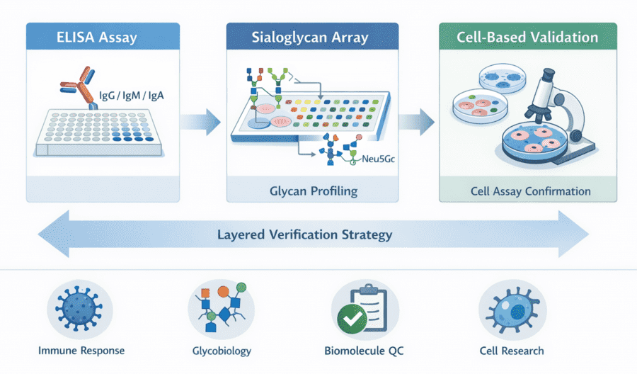 Fig.1 Research overview image for anti-Neu5Gc antibody detection and profiling. (Creative Biolabs Original)