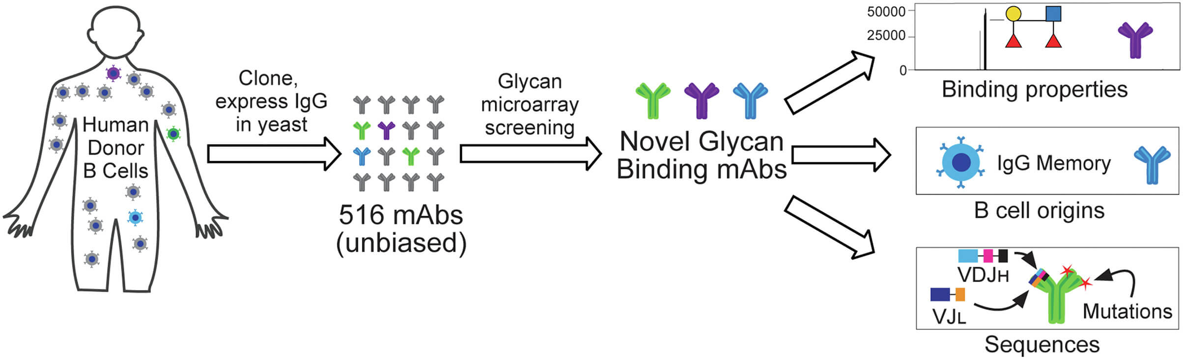 Workflow for glycan microarray screening and specificity analysis of human monoclonal antibodies against a broad panel of glycan structures (OA Literature)
