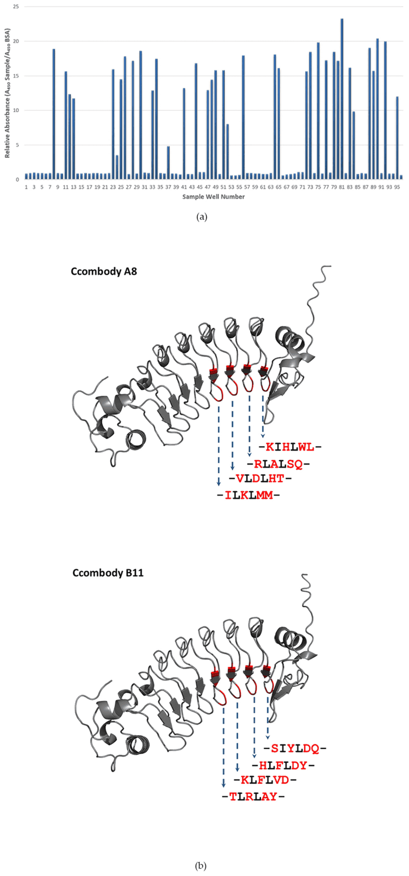 Fig.3 Sequence features of glycan-binding ccombodies from phage display screening