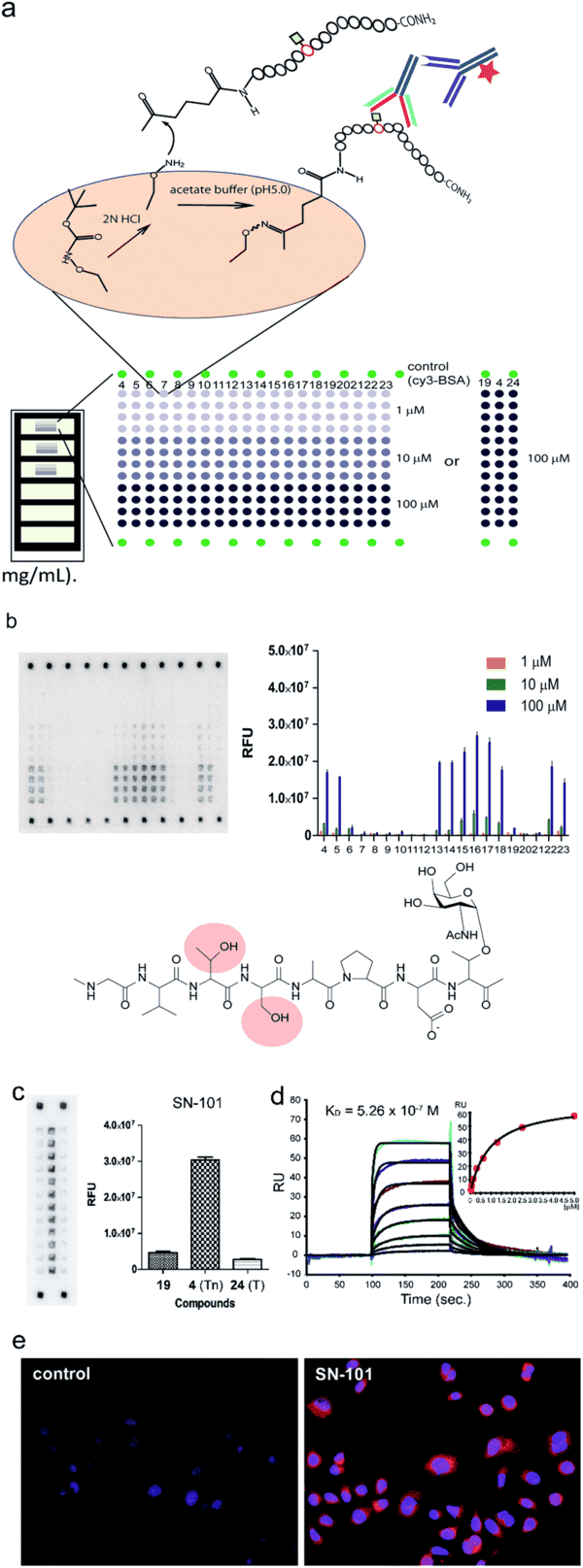 Fig.2 Microarray-based epitope mapping of SN-101 showing minimal glycopeptide epitope definition, neighboring glycosylation effects, and discrimination between Tn- and T-glycosylated MUC1 from open access literature. (OA Lierature)