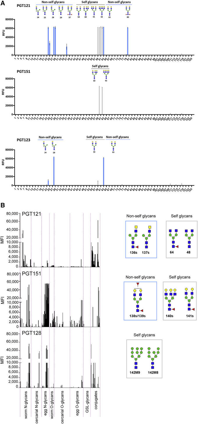 Fig.3 Binding of HIV-1 bnAbs to Schistosoma mansoni parasite-derived glycans on glycan microarrays. (OA literature)