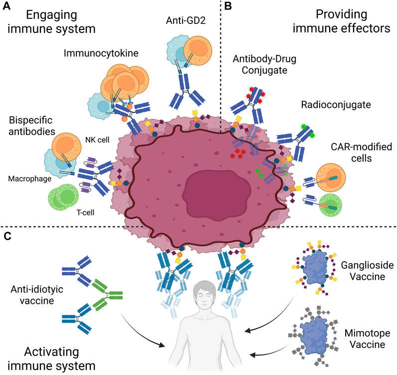 Fig.1 A diagram showing various immunotherapies targeting a tumor cell, including strategies like antibodies, CAR-T cell therapy, and therapeutic vaccines. (OA Literature)