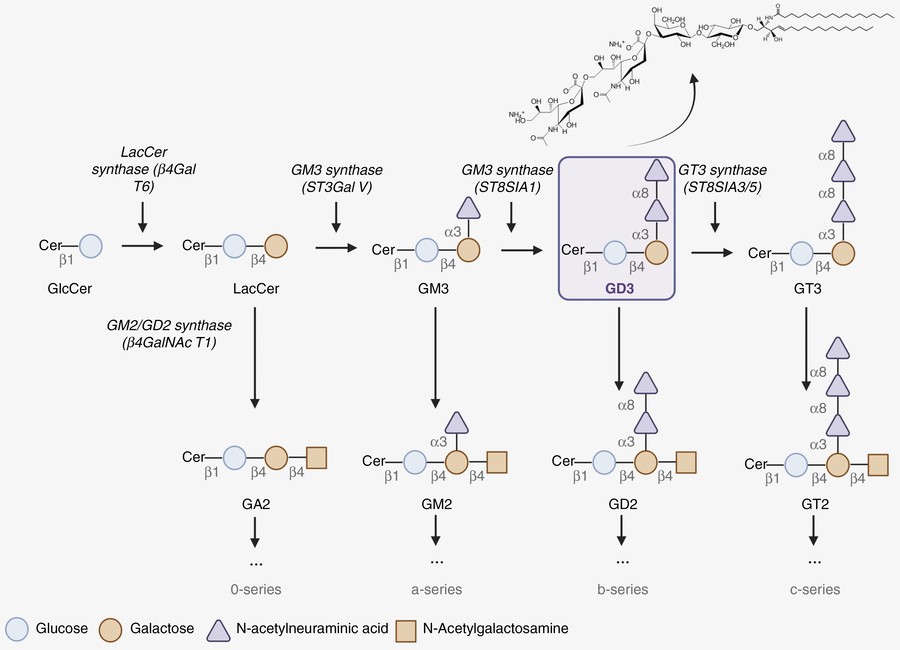 Fig.1 Graph illustrating the sequential steps involved in the biosynthesis pathway of gangliosides, specifically focusing on the production of GD3. (OA Literature)