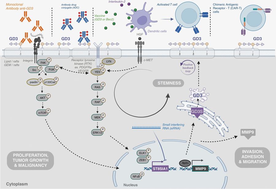 Fig.3 A diagram showing different therapeutic strategies that target GD3 or GD3 synthase. The illustration categorizes various approaches (such as monoclonal antibodies, CAR-T cells, or small molecule inhibitors) and indicates their development stage, distinguishing between preclinical and clinical settings. (OA Literature)