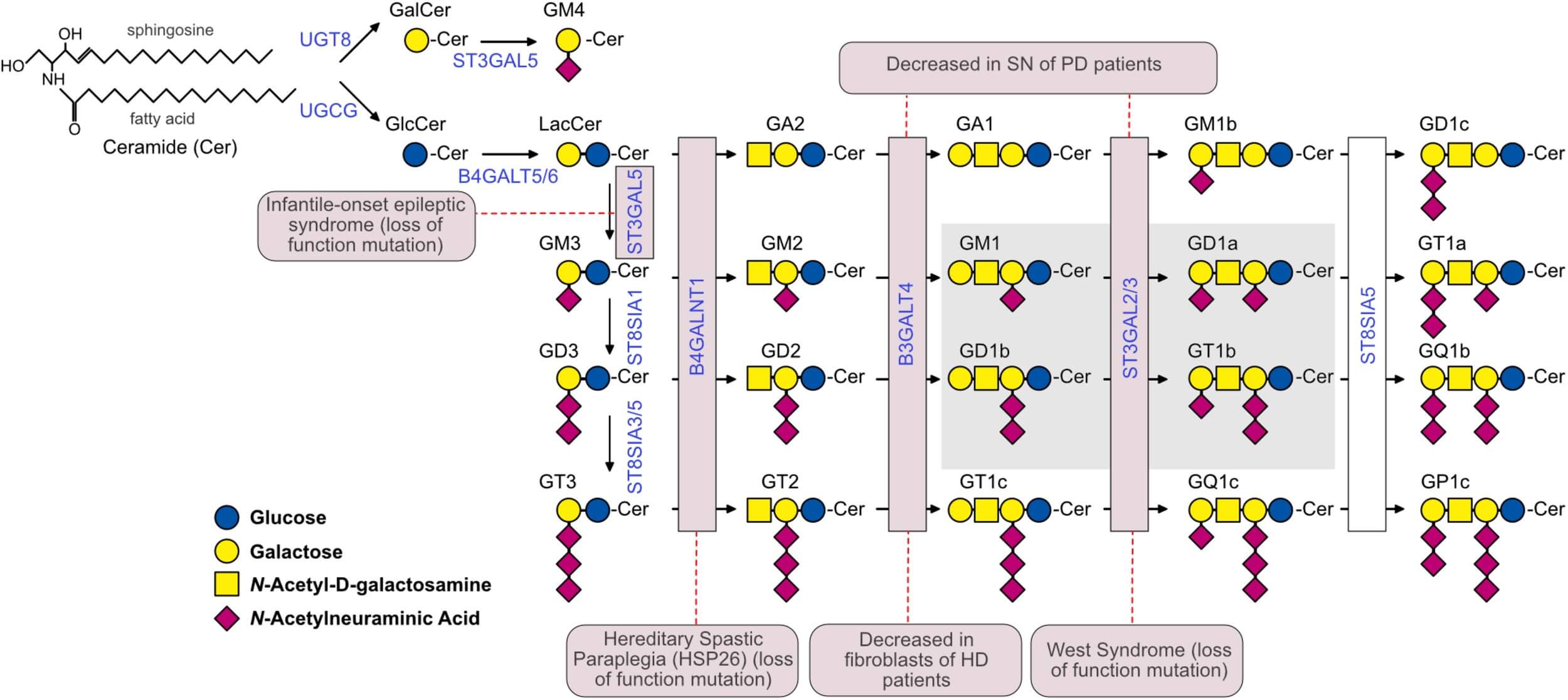 Ganglioside biosynthetic pathway showing GT1b among structurally related brain gangliosides and their precursor relationships. (OA Literature)