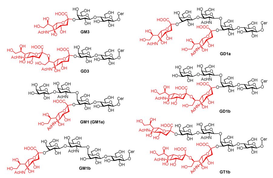 Fig.1 Brain Gangliosides: Structures and Sialylation Patterns. (OA Literature)