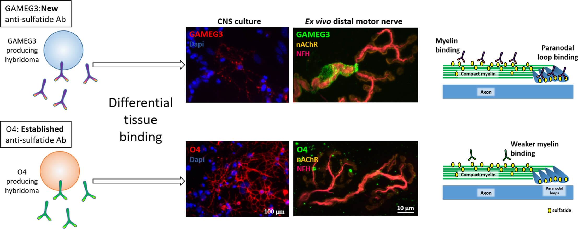 Fig.1 Diagram showing two hybridoma-produced anti-sulfatide antibodies: GAMEG3 (new, top) and O4 (established, bottom). GAMEG3 shows strong, specific binding to compact myelin and paranodal loops in CNS culture and ex vivo distal motor nerve, while O4 shows weaker or less specific binding. This highlights improved specificity and binding location with the new antibody. (OA Literature) 