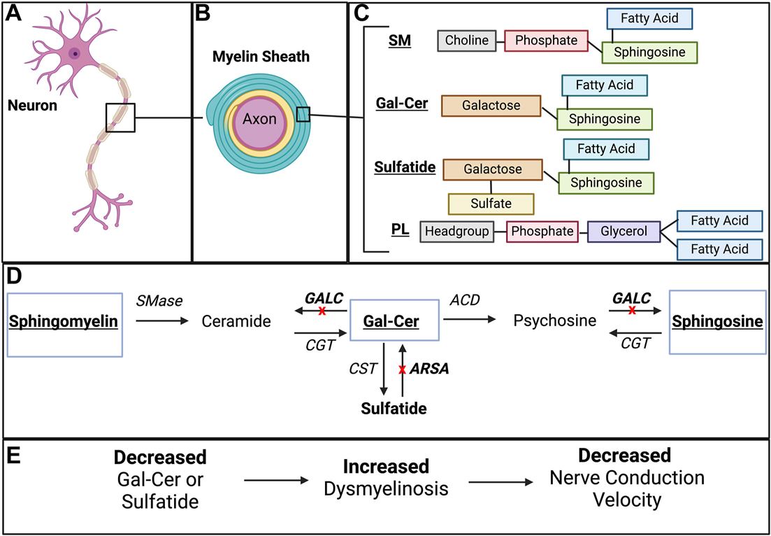 Diagram of the myelin sheath, showing the molecular structure of Galactocerebroside, its metabolic pathway involving GALC and ARSA, and its link to dysmyelinosis. (OA Literature) 