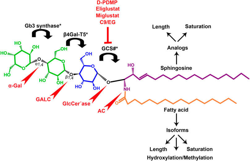 The structure of Gb3. (OA Literature)
