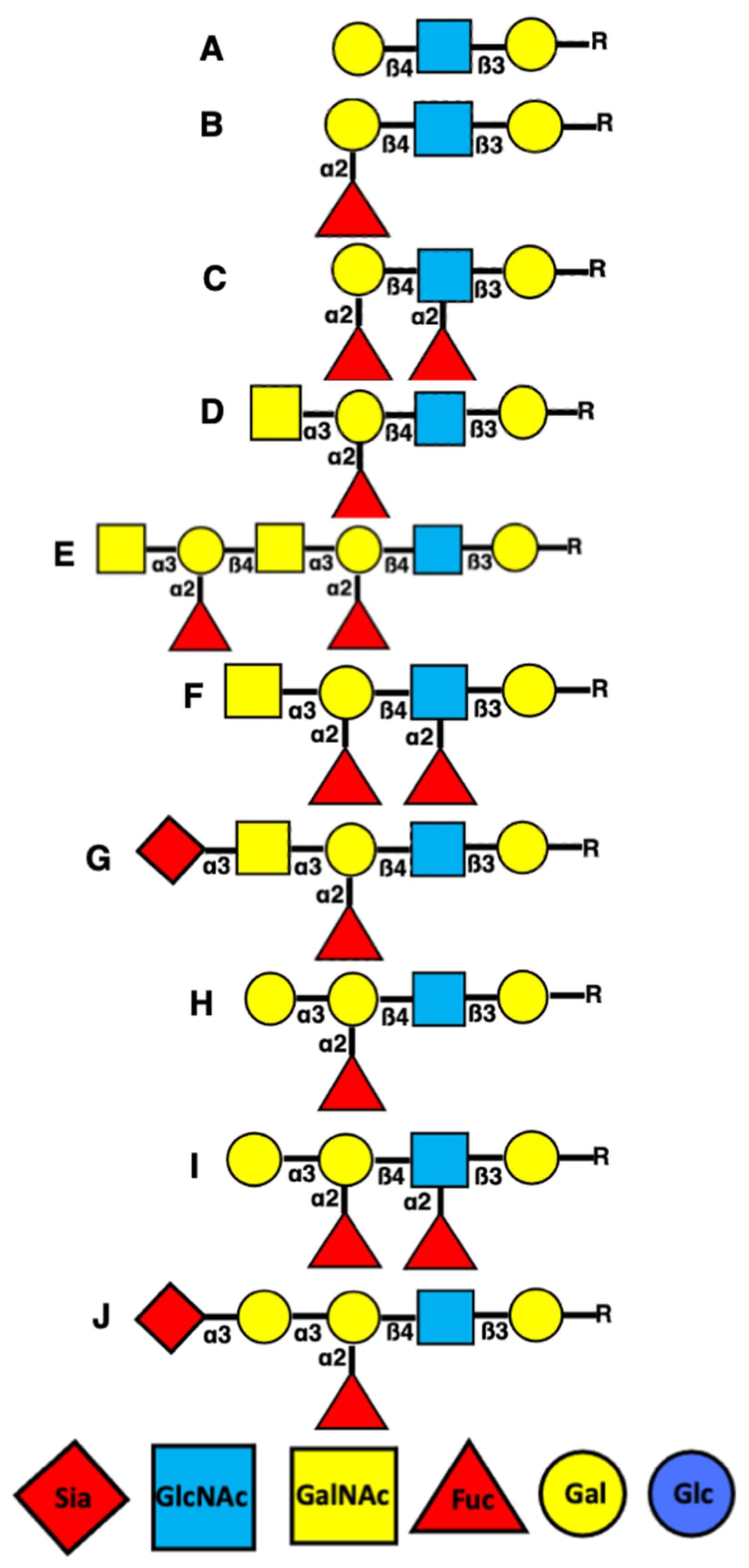 A schematic diagram illustrating the glycan structures of human blood group antigens, including types A, B, H, and Lewis, and their modified sialylated forms. (OA Literature)
