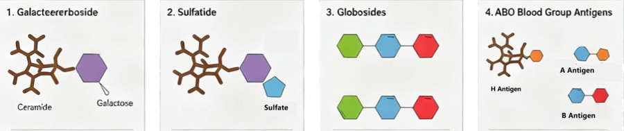 Fig.1 The schematic of non-ganglioside glycolipid antigens, including sulfatide, galactocerebroside, globosides, and blood group antigens. (Creative Biolabs Original) 