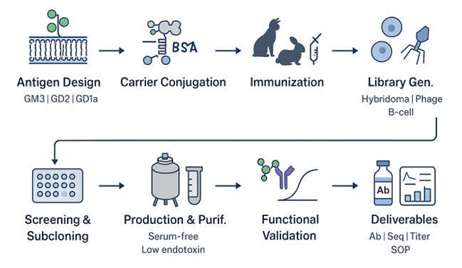 Fig.1 Flowchart of the custom anti-glycolipid antibody workflow from antigen design to deliverables, including carrier conjugation, immunization, library generation, screening, production, and functional validation. (Creative Biolabs Original)