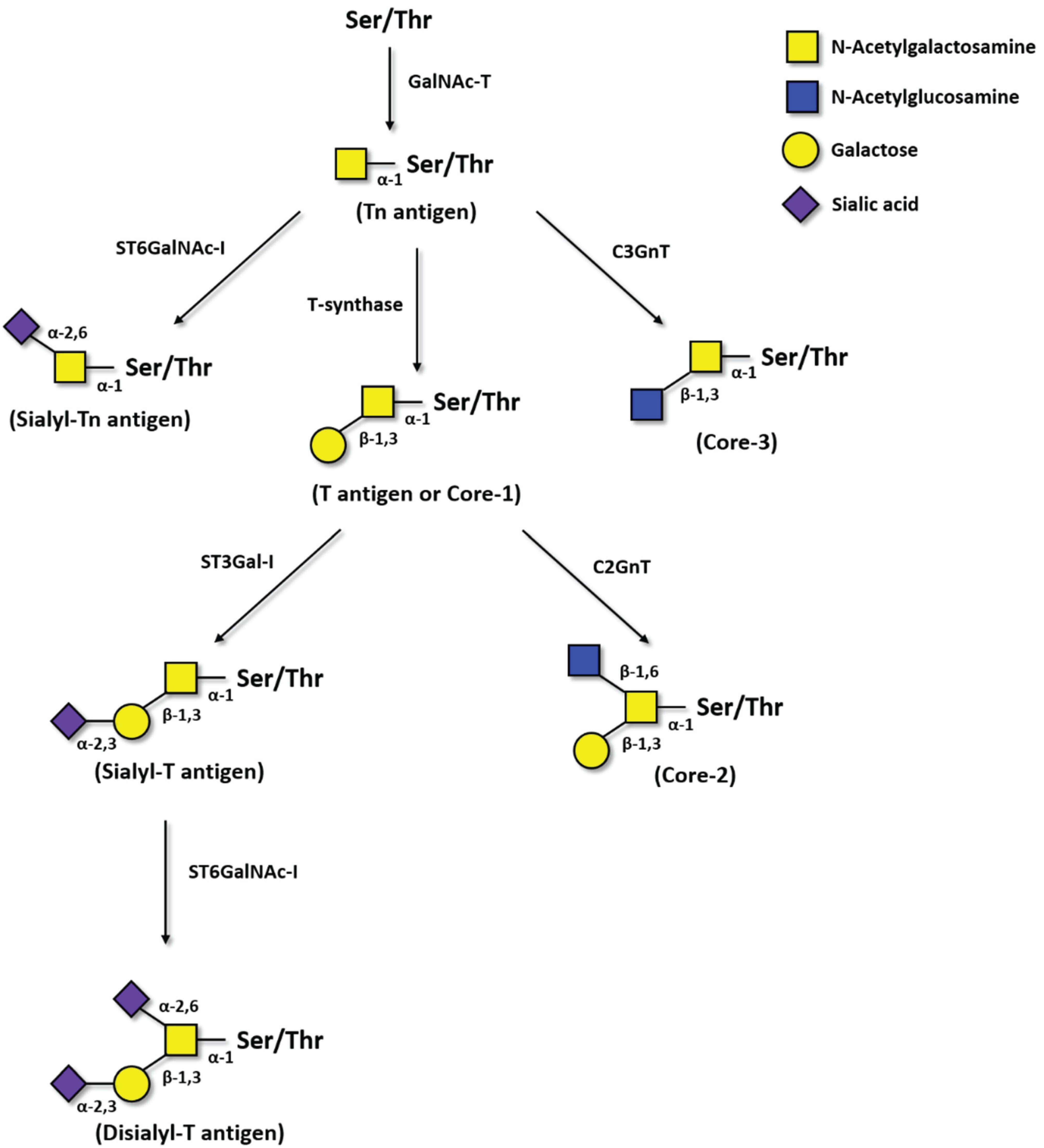 A flowchart illustrating the biosynthesis of truncated O-glycans. The pathway begins with the Tn antigen, which then branches out, revealing the enzymes that convert it into the T antigen, sTn antigen, and other related structures, such as the sT antigen. (OA Literature)