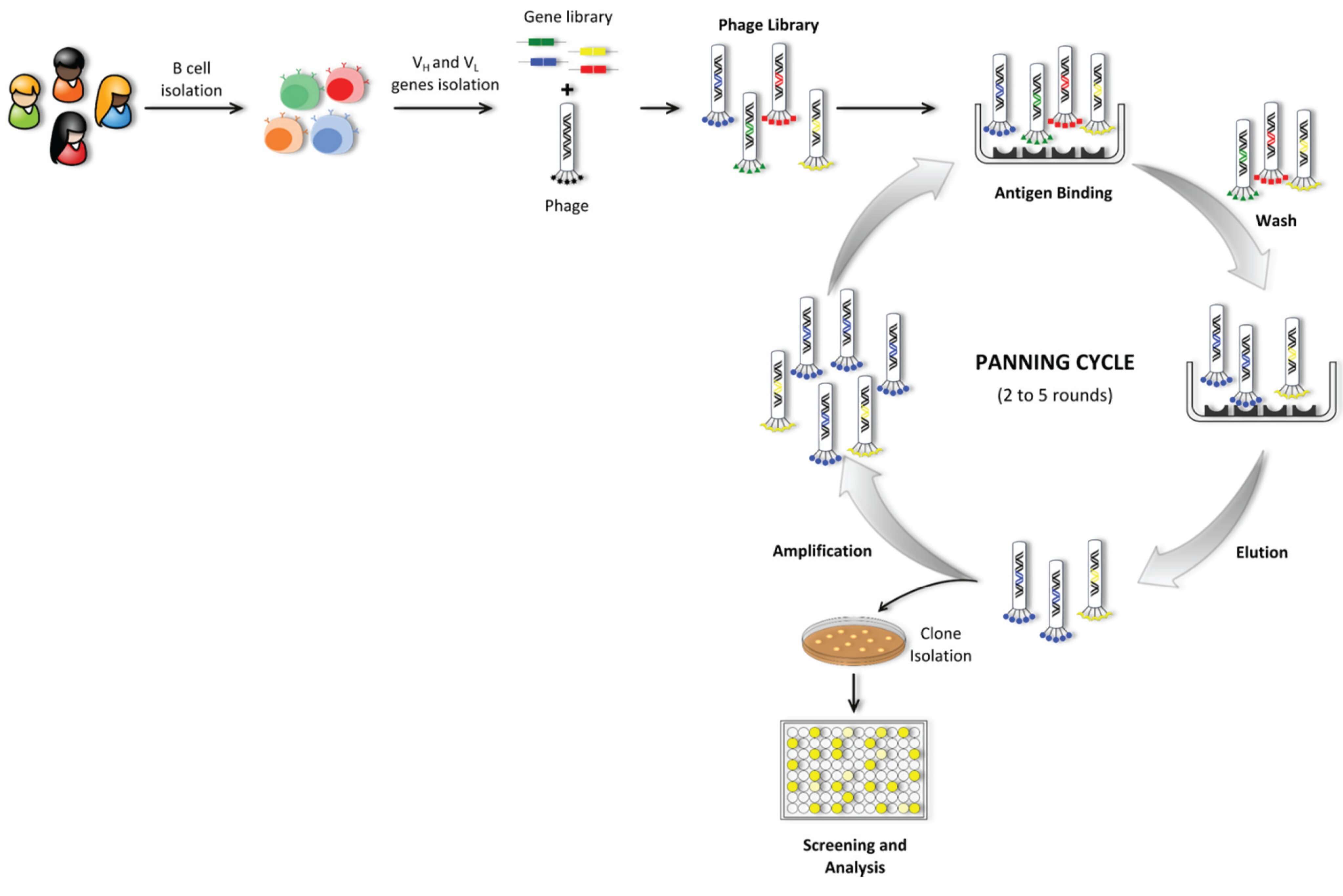 Diagram of the phage display technology workflow, from library construction to panning and screening. (OA Literature)